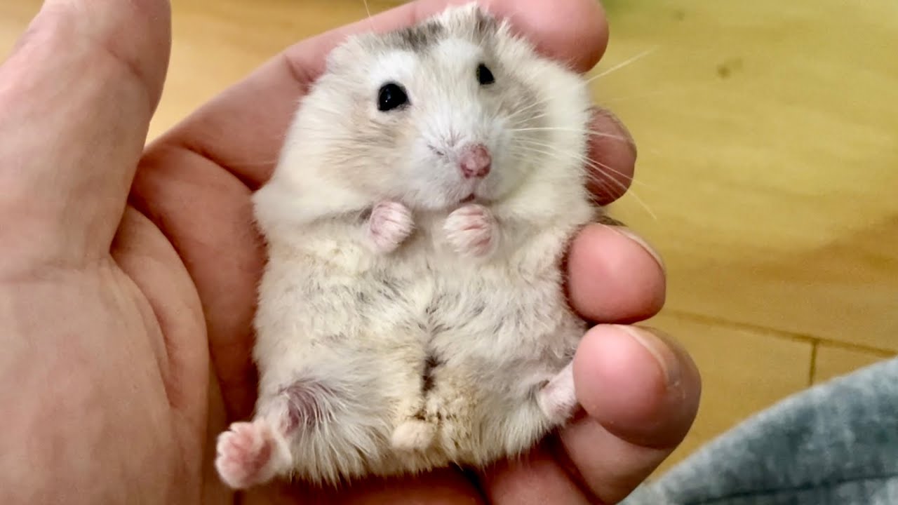 なつきすぎたハムスターの末路…