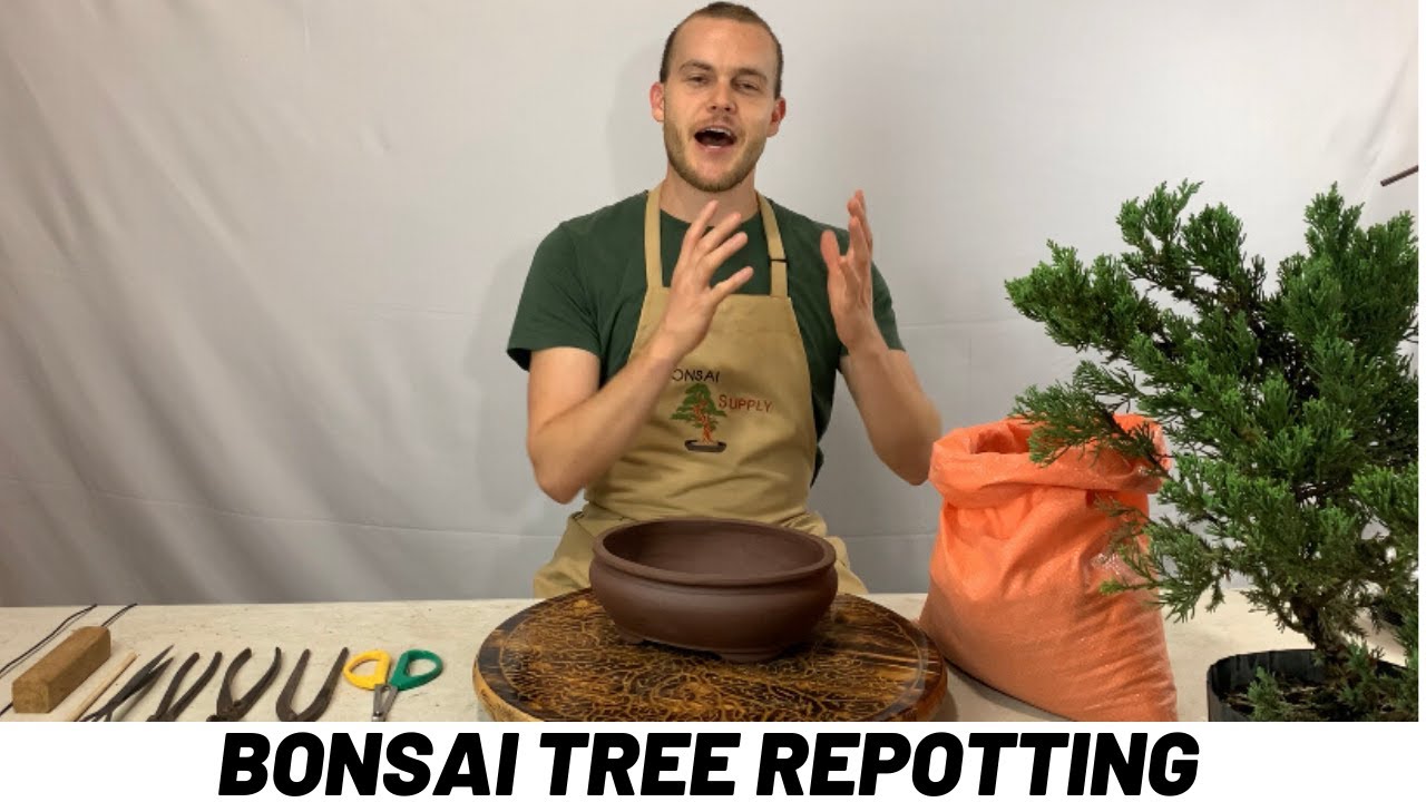 Учебное пособие по пересадке дерева бонсай (The Bonsai Supply)