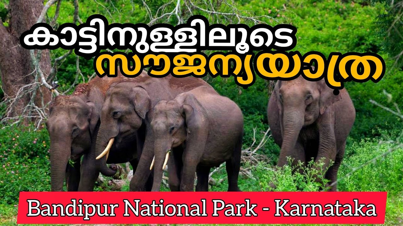 Free Wildlife Safari in Bandipur National Park | Tiger Reserve | Karnataka