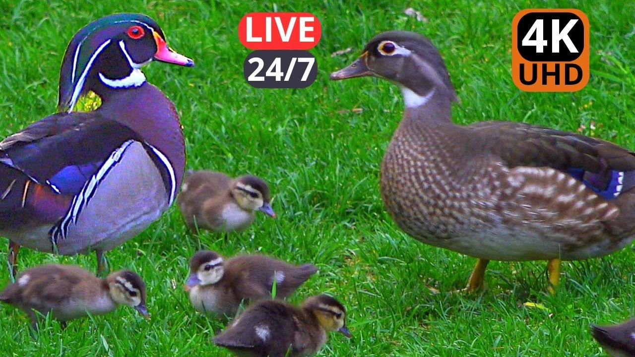🔴 24/7 LIVE Nature Sounds for Cats to Watch 😺 | Birds - Mallard - Wood Duck  Bonanza - No Music 4K