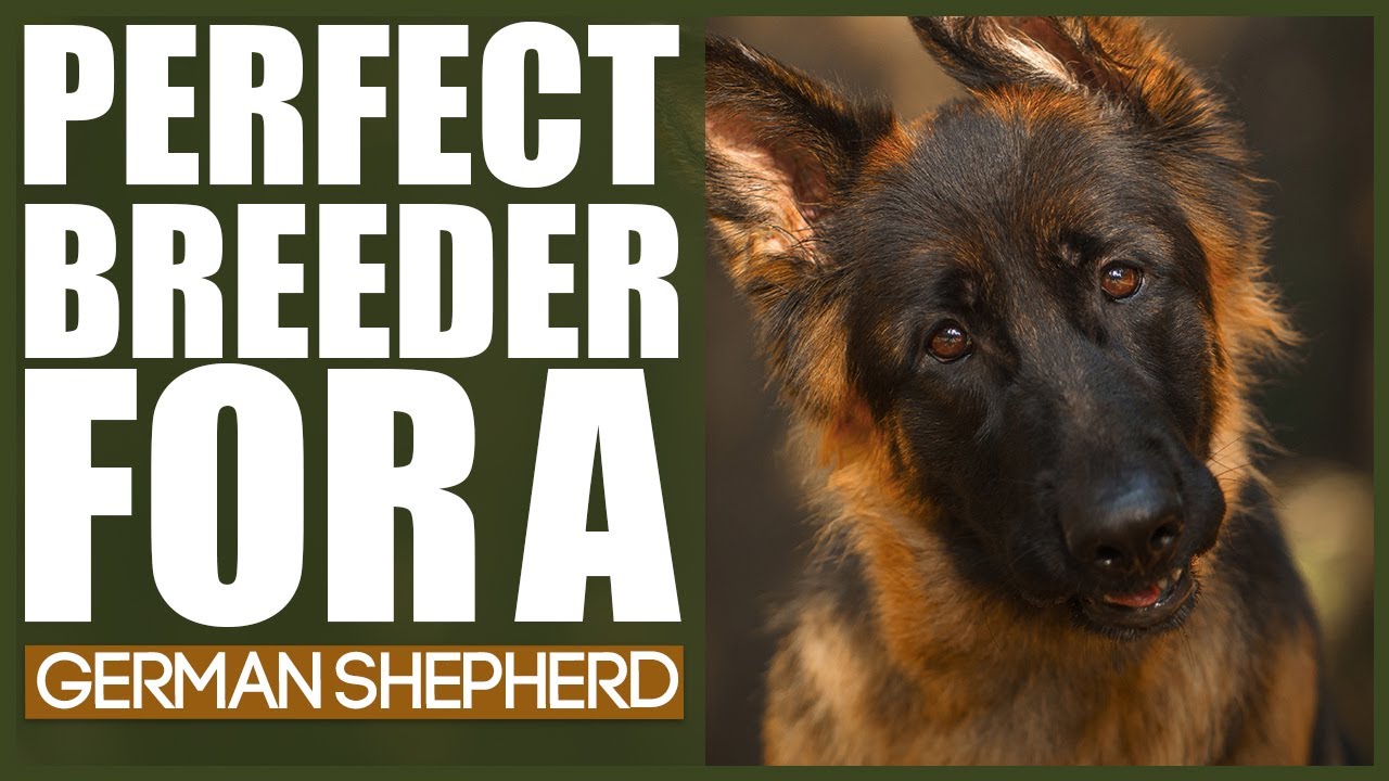 How To Find The PERFECT BREEDER For A GERMAN SHEPHERD