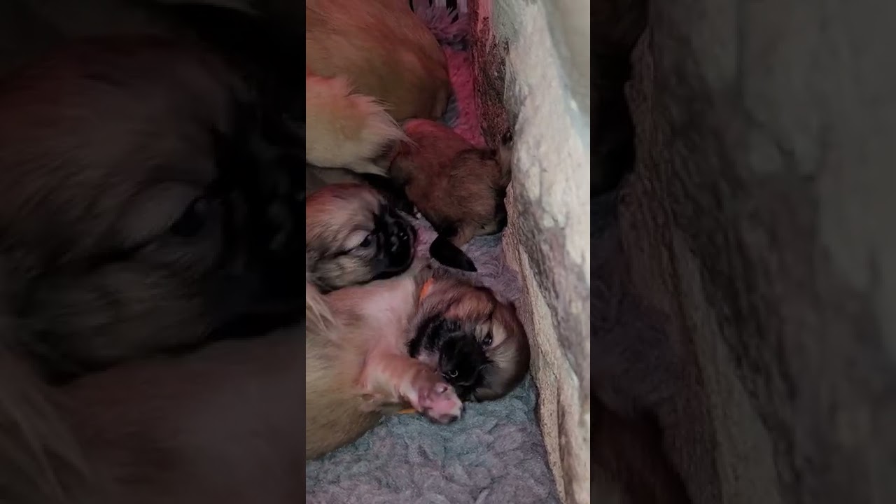 chiots épagneul tibétain 19 jours
