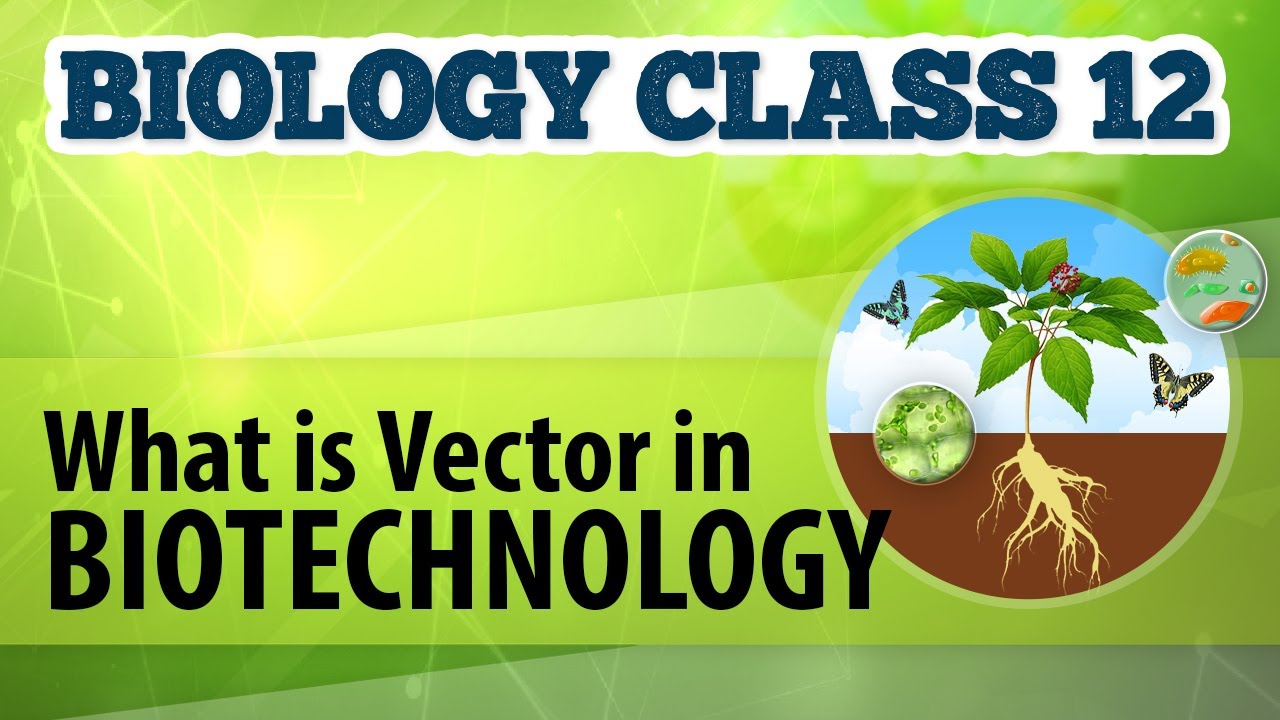 What Is Vector in Biotechnology - Biotechnology Process and Application - Biology Class 12