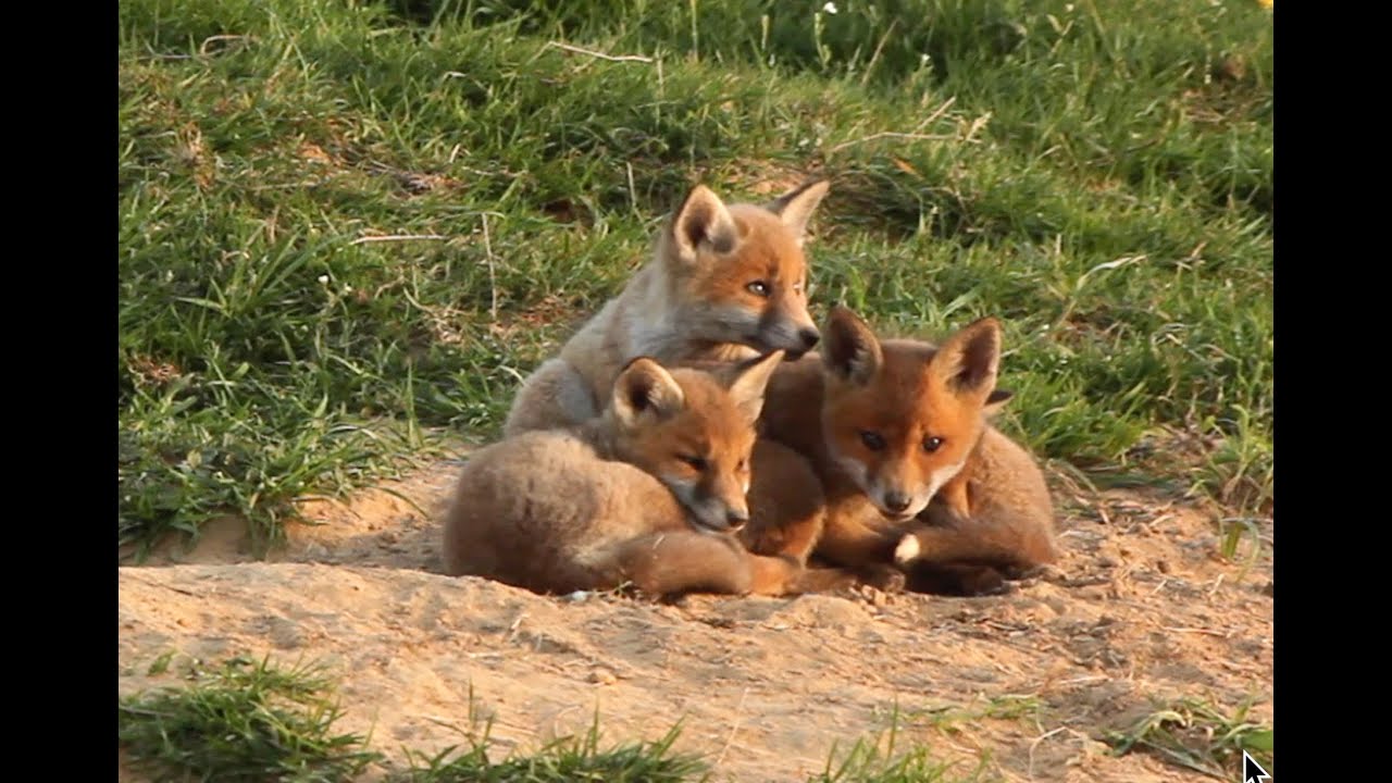 LA FAMILLE RENARD