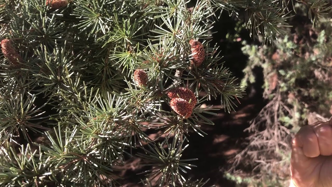 Cedrus libani L. (Toros Sediri, Taurus Cedar)