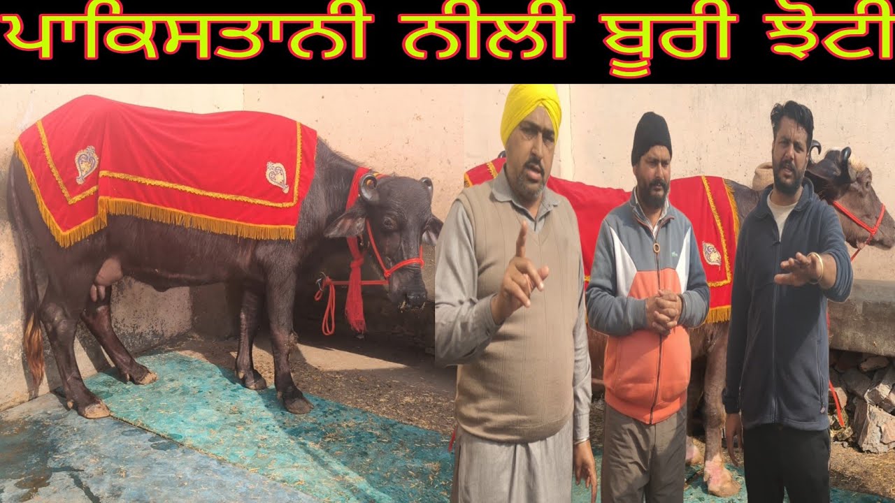 ਫੋਨ ਨੰਬਰ 95926=60561 ਸੱਜਰ ਸੁਈਆ ਝੋਟੀਆਂ ਵੀਕਾਊ #salepurchase 