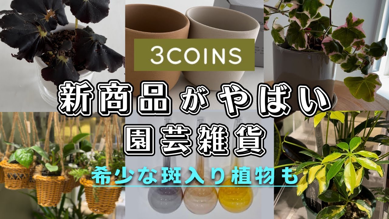 【3COINS】スリーコインズの園芸雑貨､新商品がやばい♪希少な斑入り植物もあり【 多肉植物 / ガーデニング 】