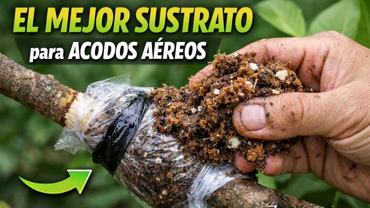 Cómo hacer el MEJOR SUSTRATO para ACODOS AÉREOS 🌱 (100% efectivo)