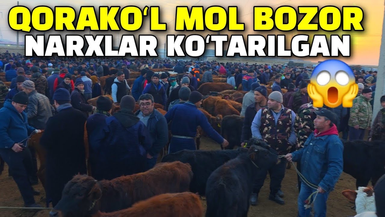 БУХОРО КОРАКУЛ МОЛ БОЗОР 15.02.2026. ЁШ БУКАЧА НАРХЛАР 