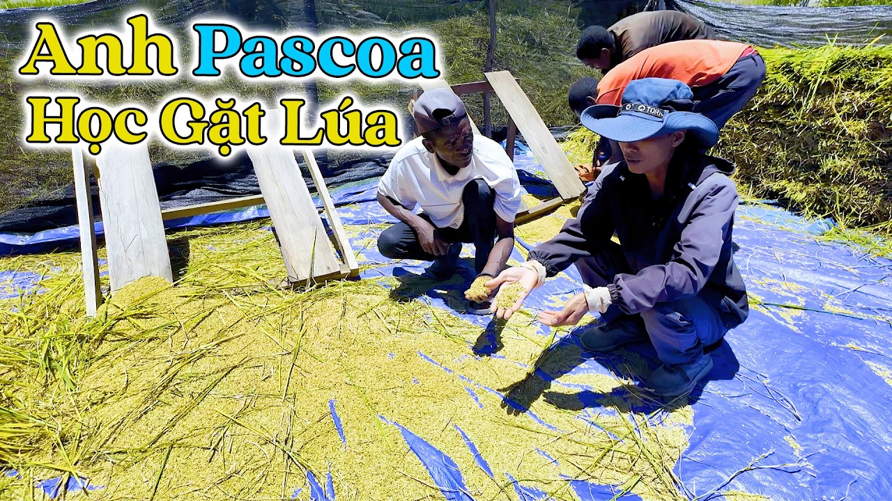Đông Paulo || Anh Pascoa Dẫn Các Thành Viên Trong Gia Đình Đến Học Gặt Lúa, Vui Khi Cầm Hạt Lúa