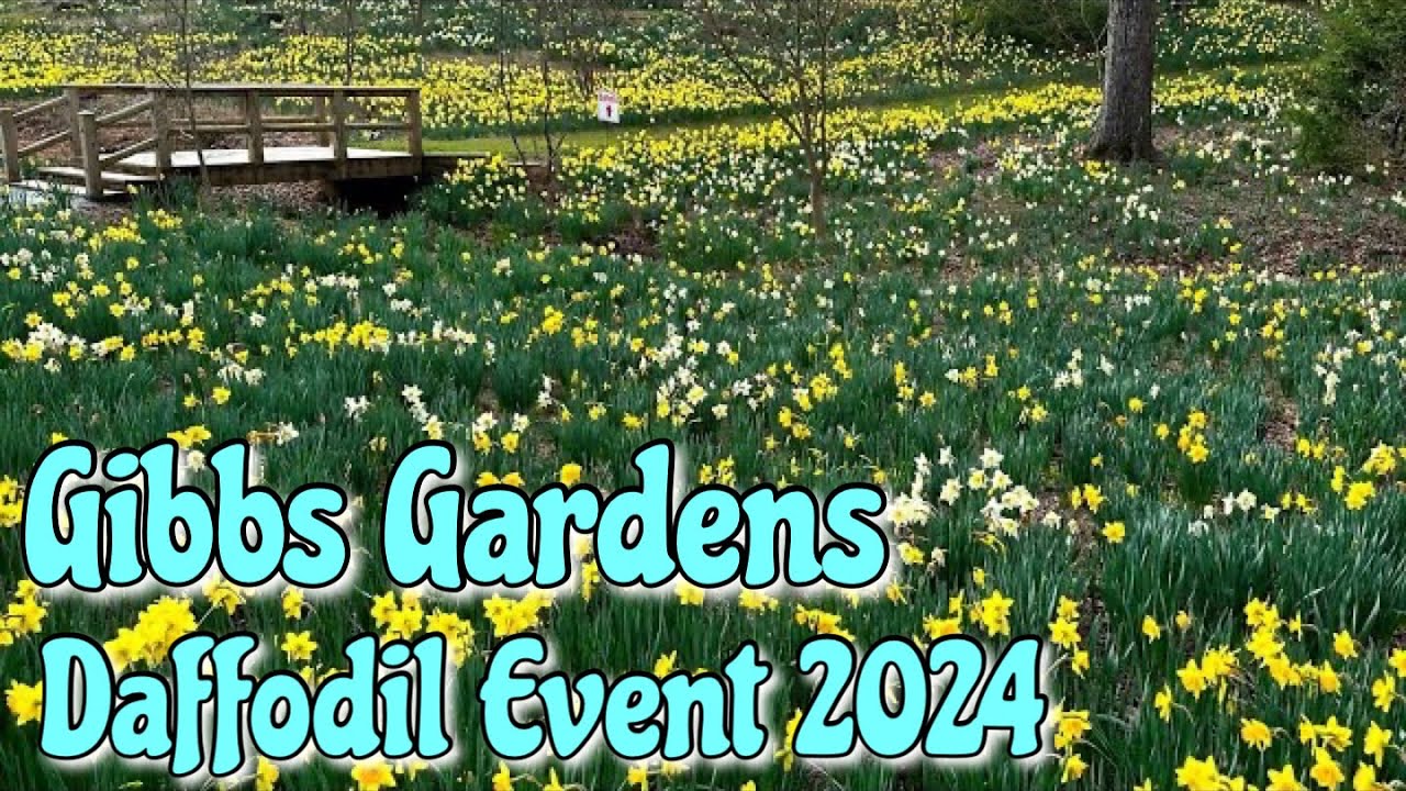 Gibbs Gardens - Spectacular Daffodil Displays