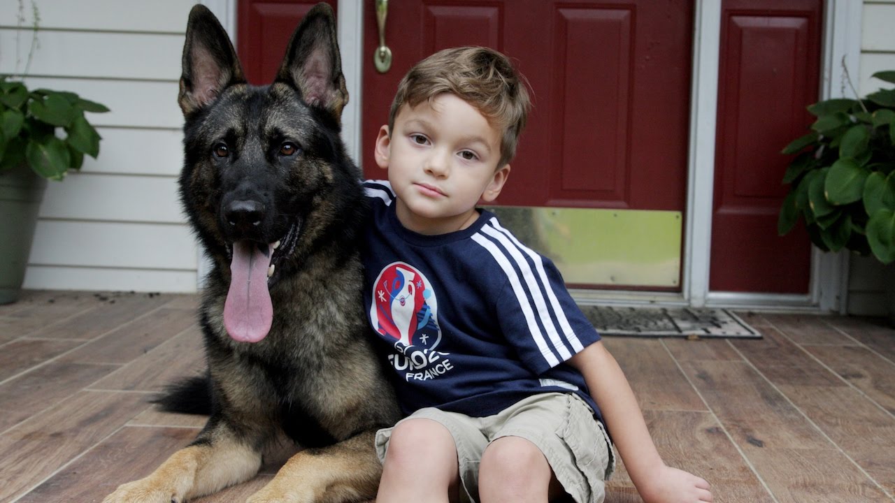 Loyal German Shepherd Helps Family With The Chores: SUPERPOWER DOGS