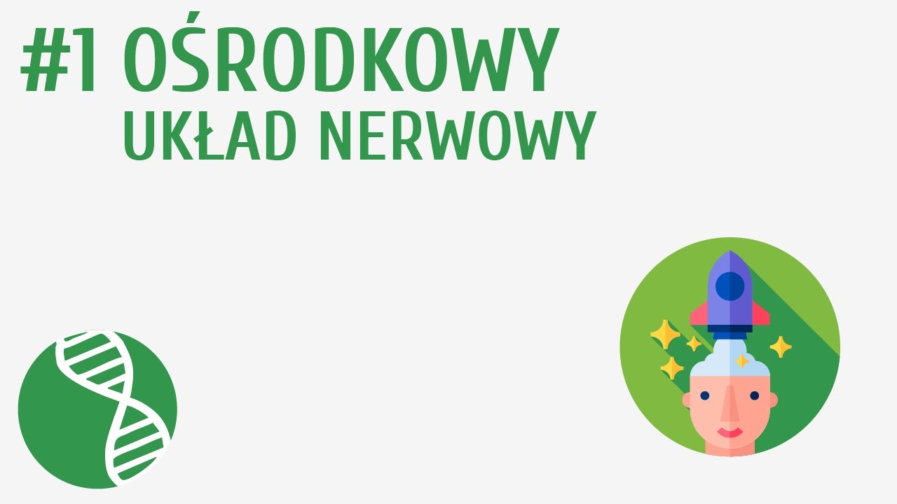 Ośrodkowy układ nerwowy #1 [ Regulacja nerwowo-hormonalna ]