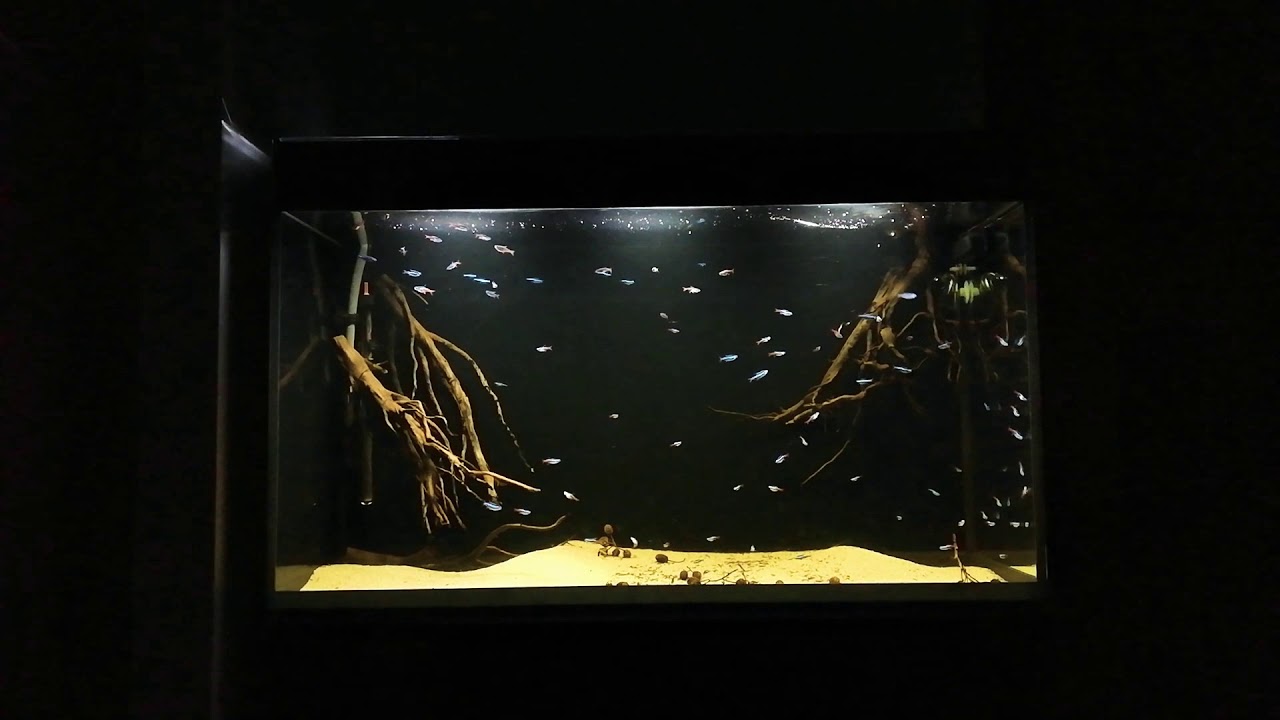 Neon Innesa / Tetra Neon / Paracheirodon Simulans in Aquael Glossy Black 100