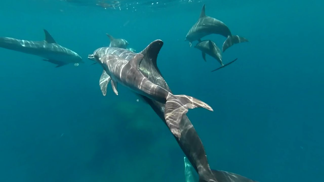 【VR180】小笠原ドルフィンスイム 2021年7月 嫁島、父島