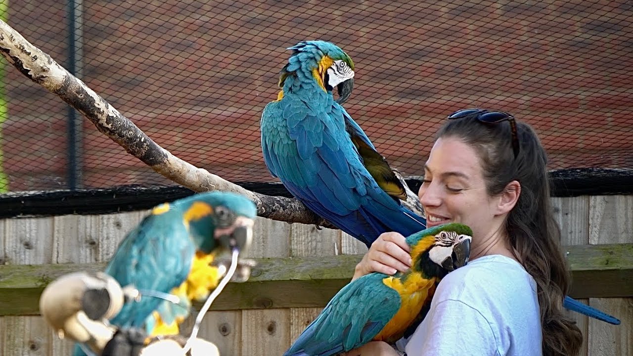 Our First Parrot Party of 2022 ||  Mikey and Mia
