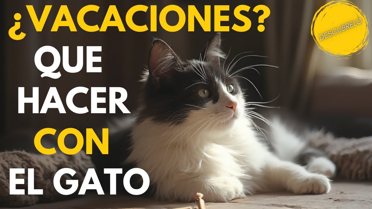 Tu GATO y las VACACIONES: Soluciones Prácticas