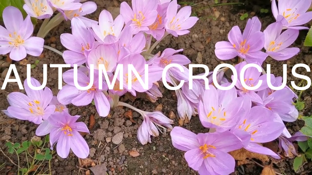 Autumn Crocus Flowers