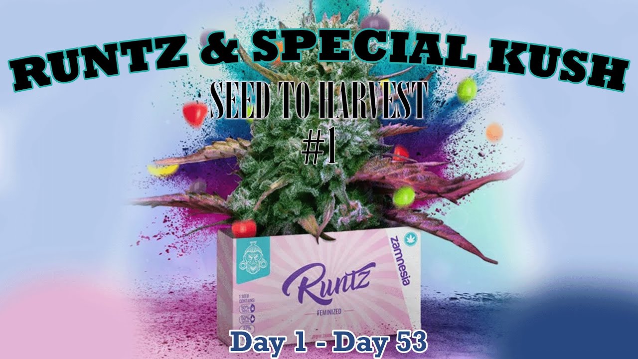 SEED TO HARVEST : RUNTZ & SPECIAL KUSH ( DAY 1 - DAY 53)