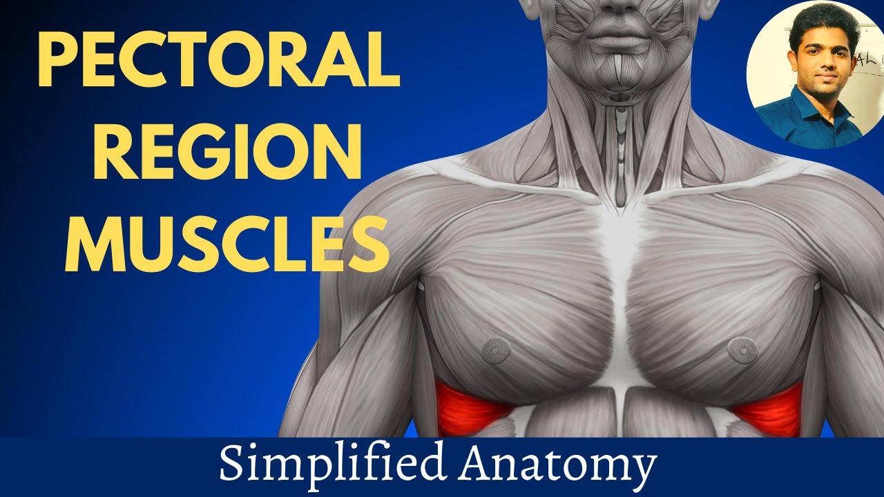 PECTORAL MUSCLES | SIMPLIFIED ANATOMY