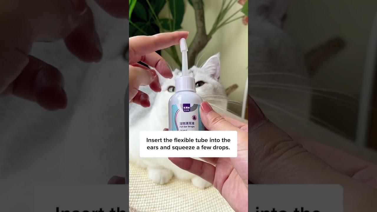 Как почистить уши кошке с помощью этого трюка!