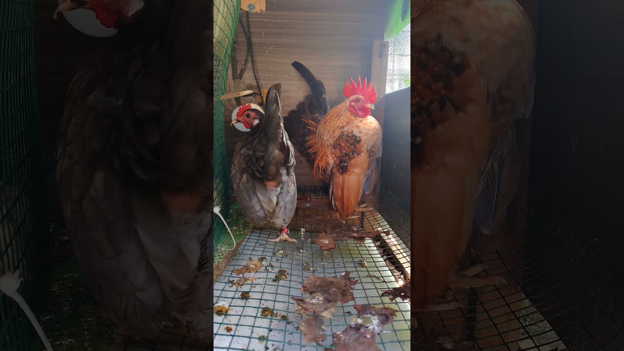 Serama hobby #serama #hobby #chicken
