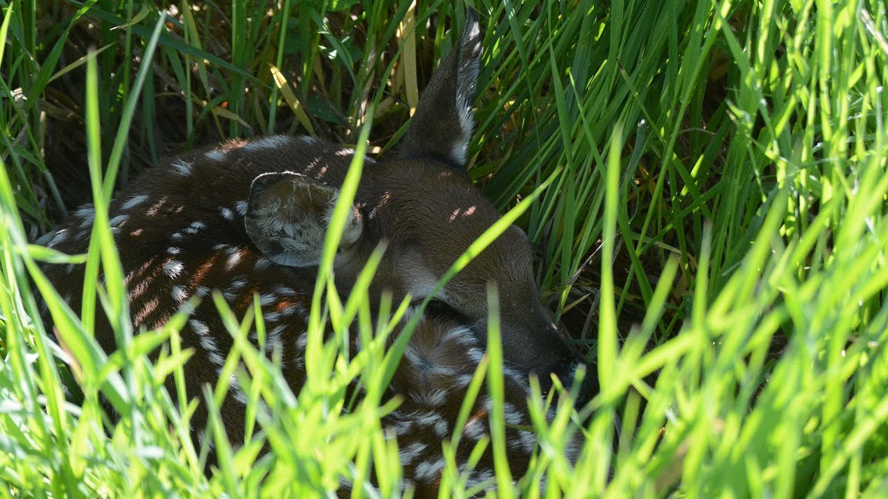 Baby Animals - NDGNF