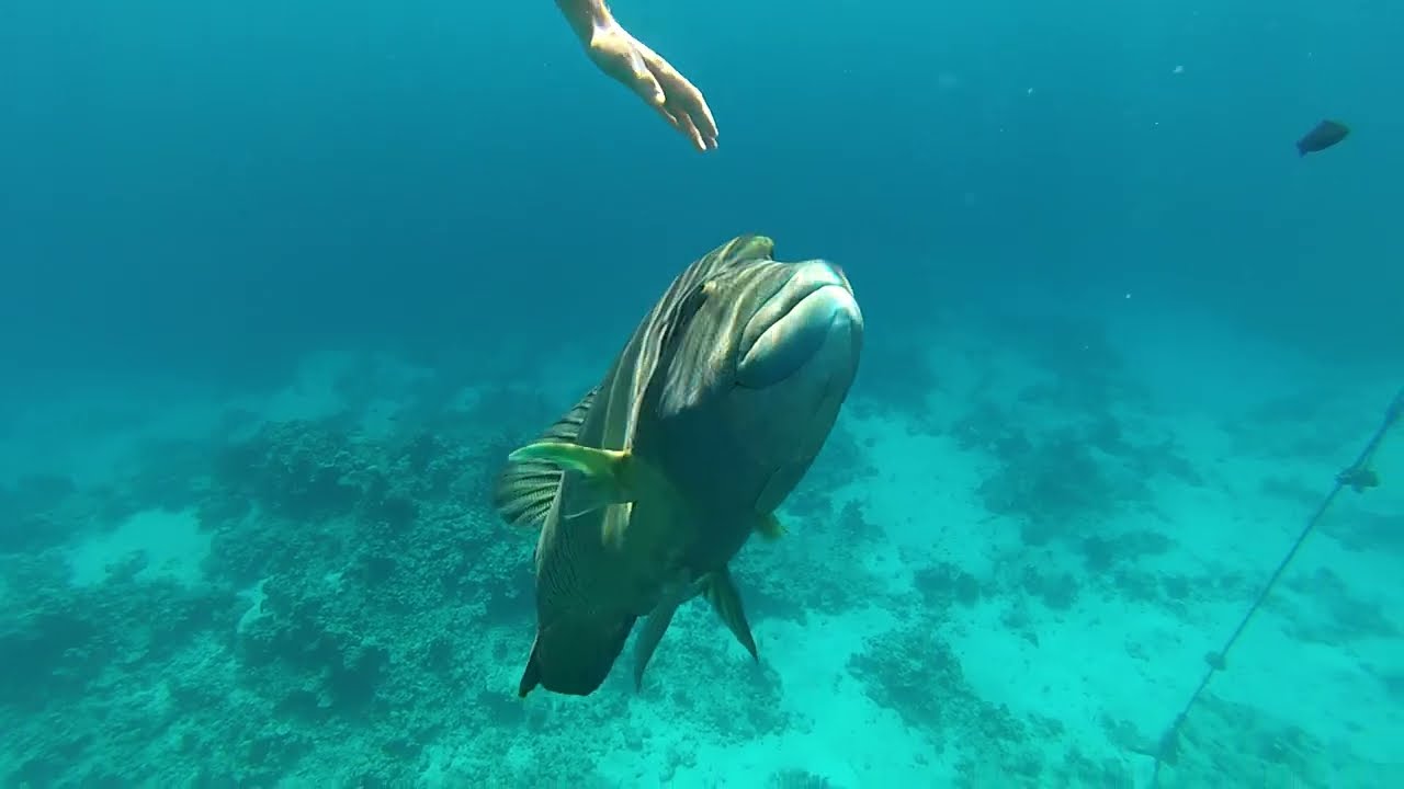 Рыба – Наполеон  в бухте Sharks bay. The Napoleon fish. Red sea. Egypt. Великолепный подводный мир