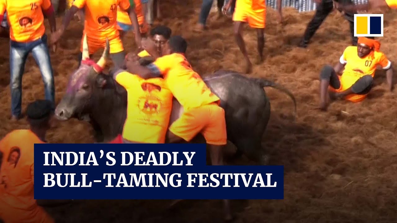 1 dead, dozens injured in India’s traditional, often-deadly bull-taming festival