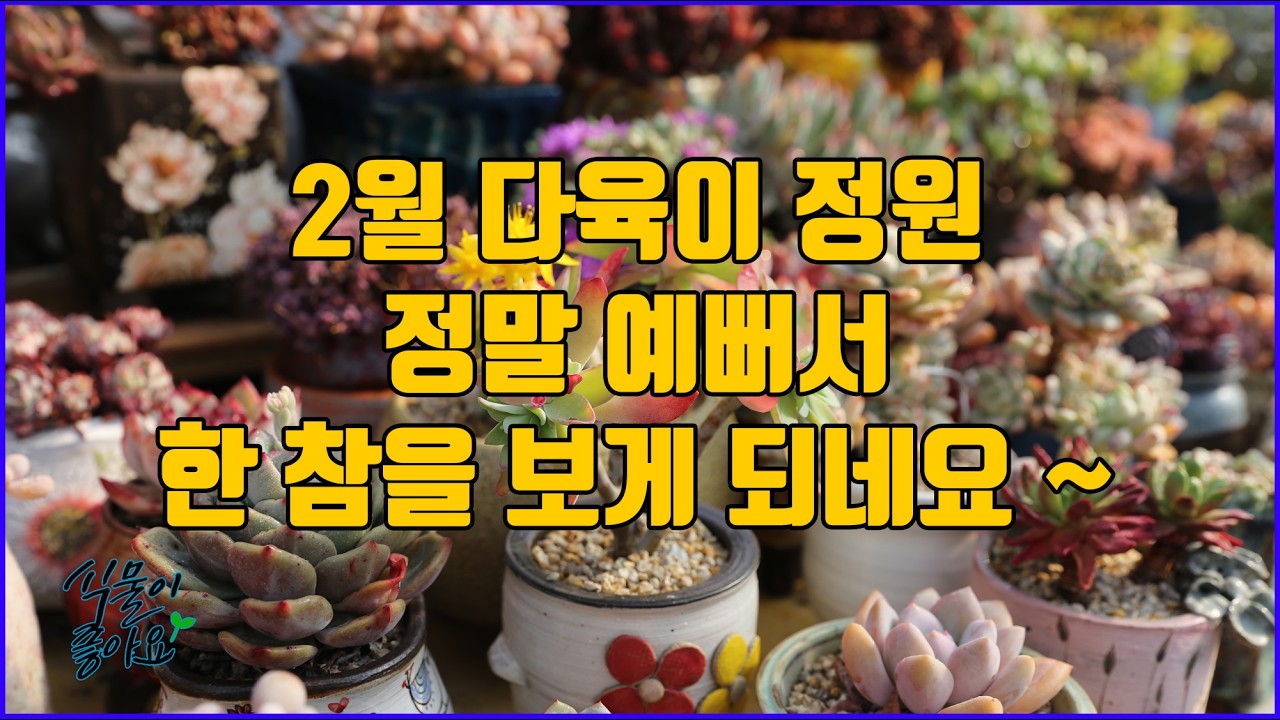 2월 끝자락 다육이 정원은 매번 볼수록 예쁘답니다(#succulent, #plants , #gardening )