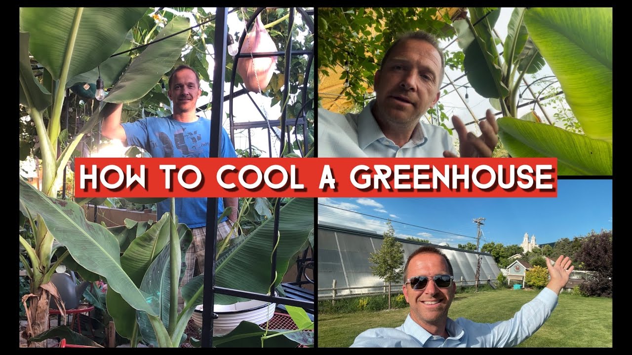 How We Keep Our Greenhouse Cool-Off Grid!