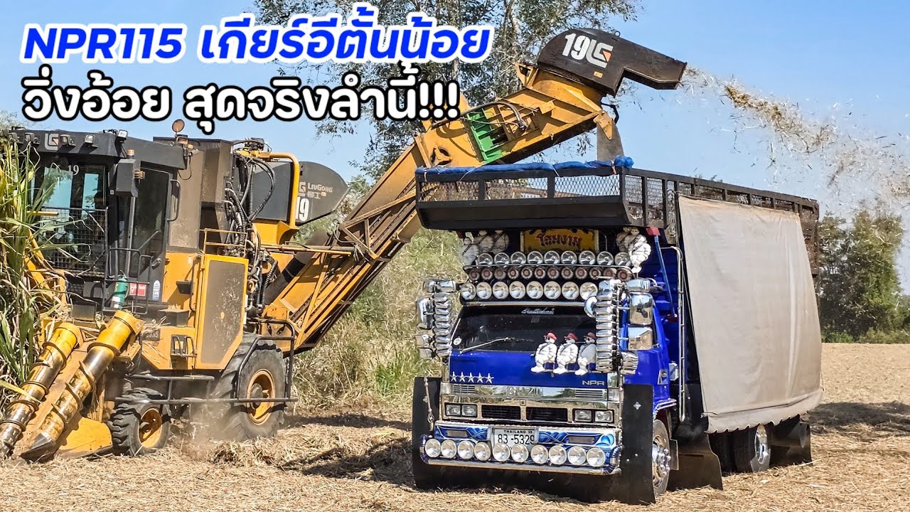 หกล้อวิ่งอ้อยอย่างเสียว!! มาดูNPR115 เกียร์อีตั้นน้อย วิ่งอ้อยในไร่ รถเสี่ยเอ็มโคราช