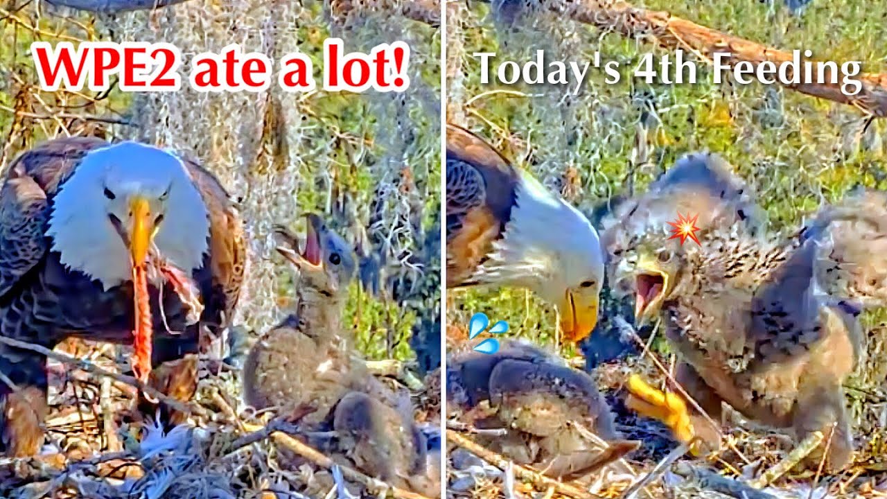 #206🦅🐥31°🐥26°／Winter Park Eagle Nest 2026／Against All Odds:One-Eyed Mom／by Winter Park Eagle Cam