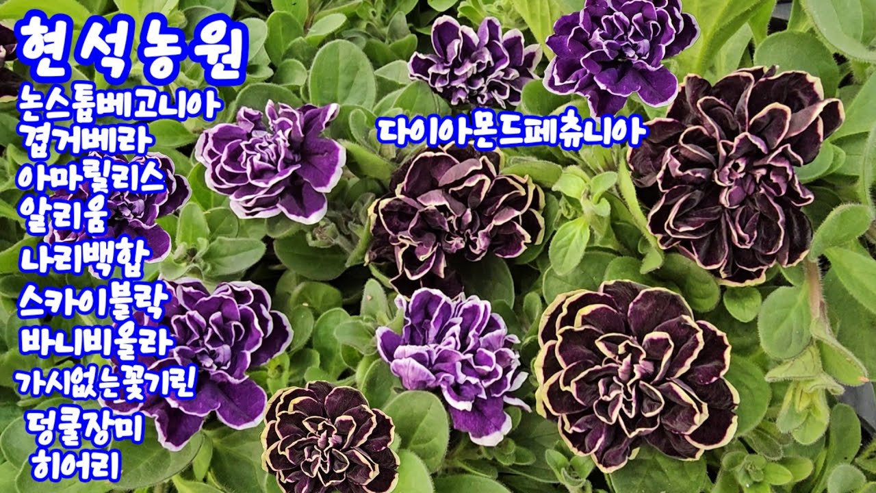 #현석농원3.18 #세작베고니아#다이아몬드페츄시아#다알리아#리빙스턴데이지#파라솔#아마릴리스#알리움#나리백합#스카이블락#바니비올라#바우에라#가시없는꽃기린#덩쿨장미#히어리#철쭉분재 