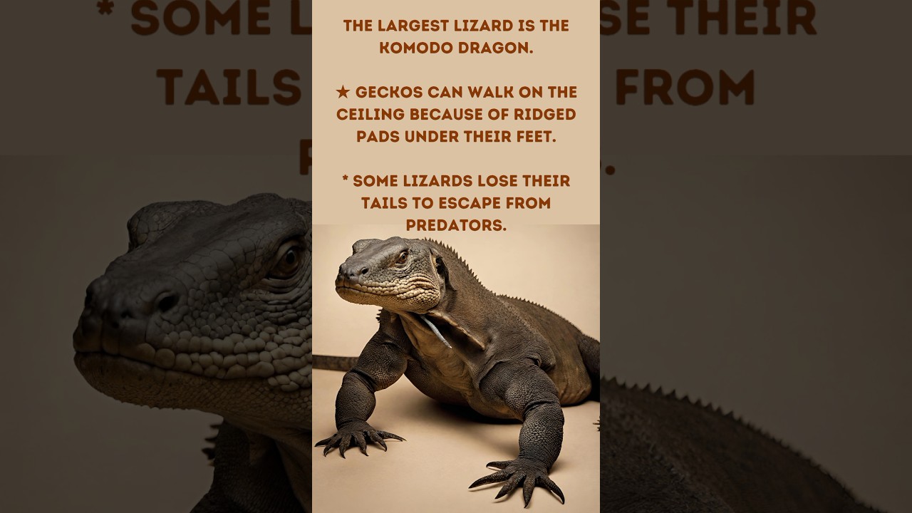Lizard Facts🔥|| 