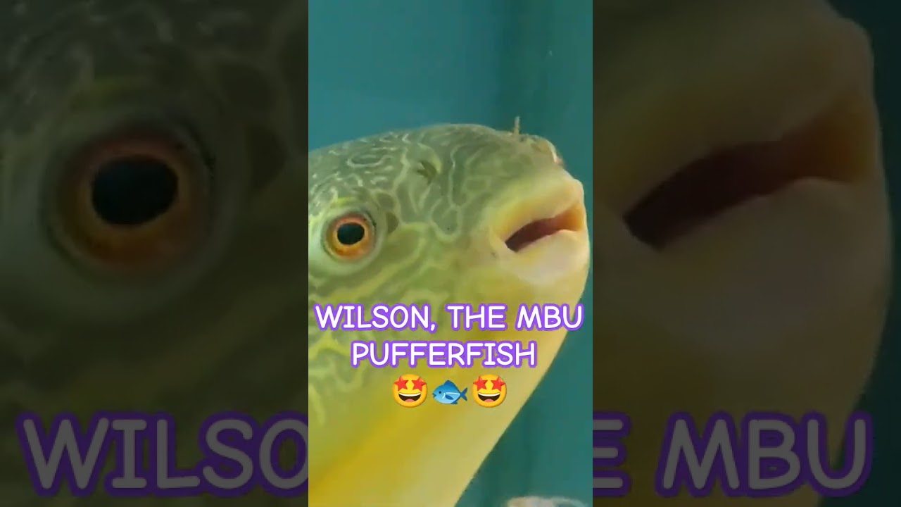 PUFFERFISH LOVERS 🐟🐟🐟: THE MOST AMAZING MBU PUFFERFISH EVER 🤩🤩🤩!!!#pufferfish #fishshorts #shorts