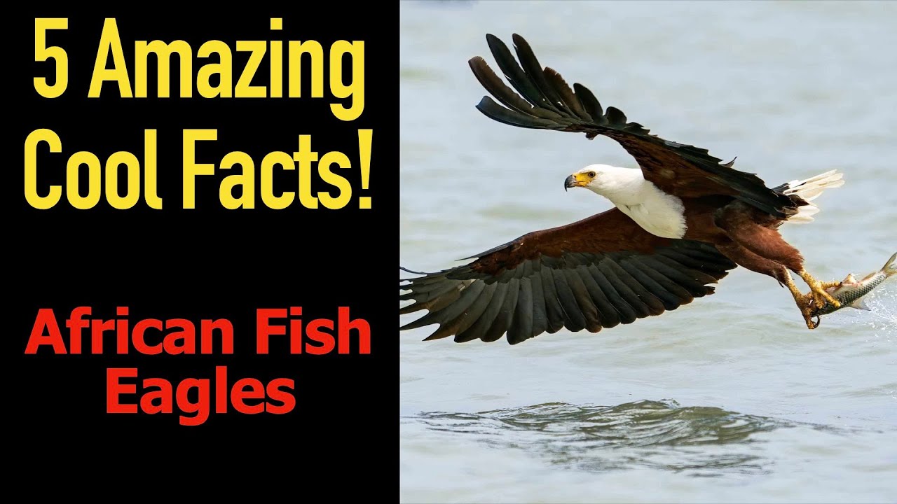5 Fascinating Facts About African Fish Eagles