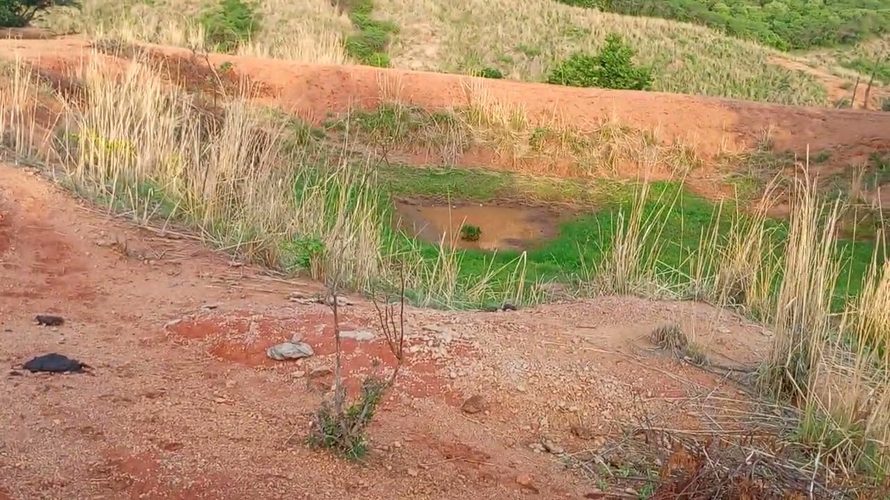Mostrando que o pasto está melhor agora no sítio Jucás ceara 