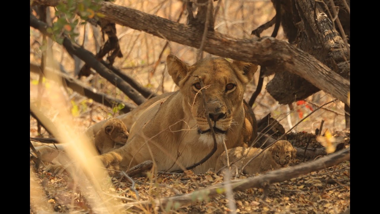 Lion cubs playing and suckling
