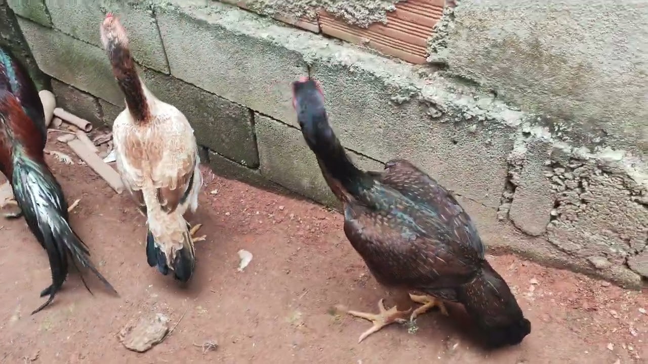 🐔Canal Crista ferrão aves  baia formada para reprodução....
