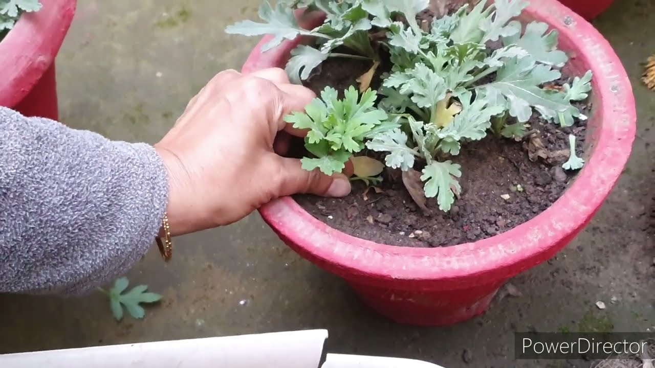 How to save Chrysanthemums for next Season and use pots for other plants