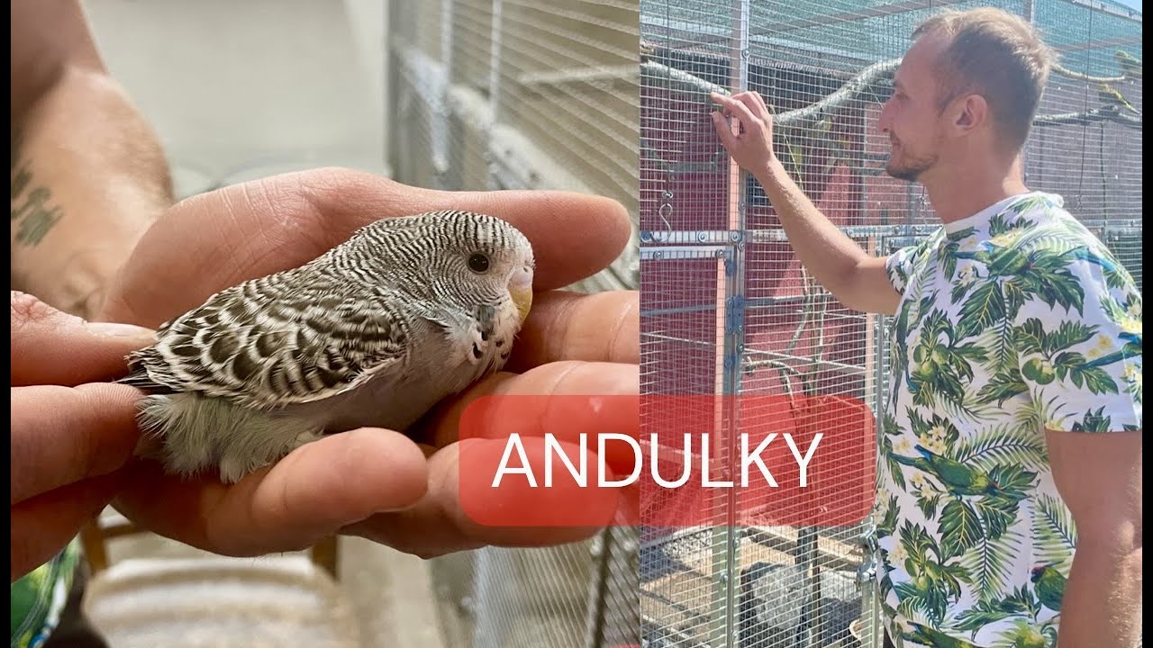 ANDULKY (PAPOUSEK VLNKOVANY), CHOV A NEJCASTEJSI OTAZKY
