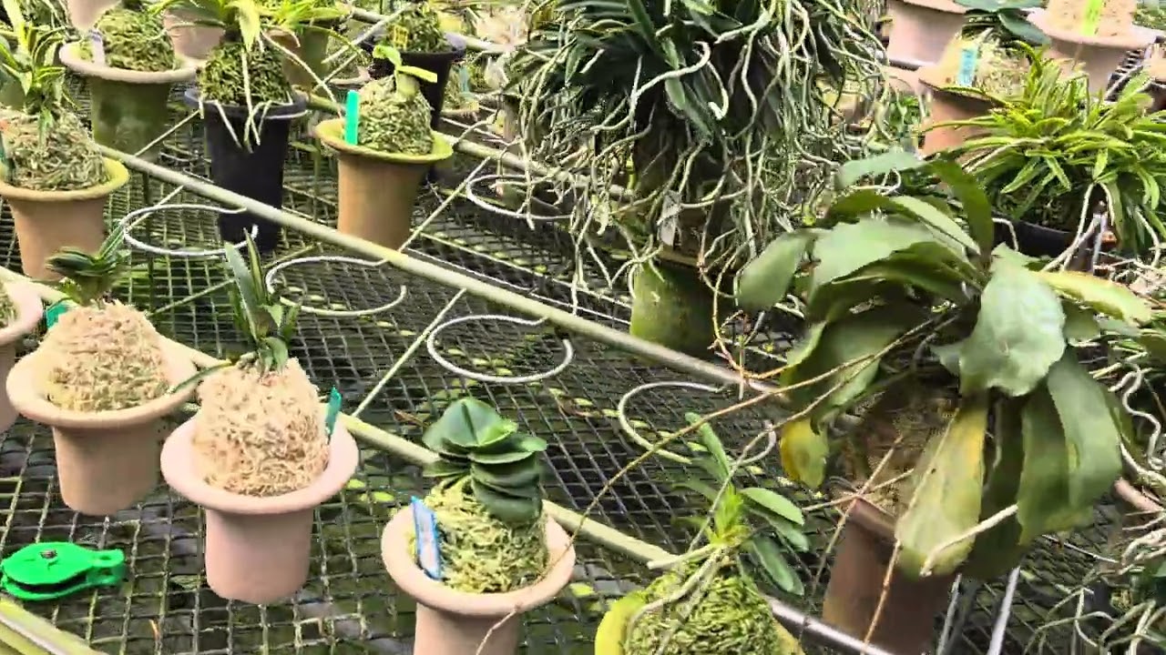 산내들 육종원 풍란들