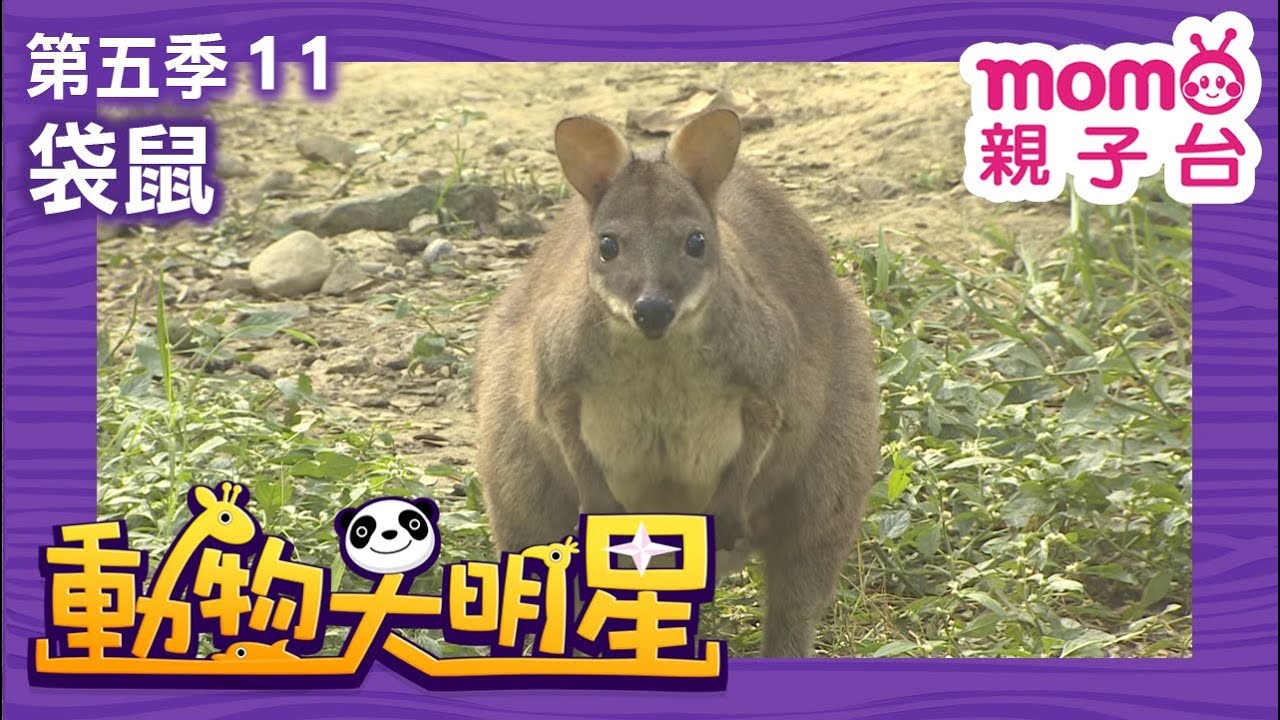 動物大明星 S5【袋鼠】第5季 第11集｜認識動物｜自然生態｜魚類｜爬蟲類｜昆蟲｜海洋生物｜哺乳類｜Animal big star｜兒童電視節目【親子台｜官方HD完整版】momokids