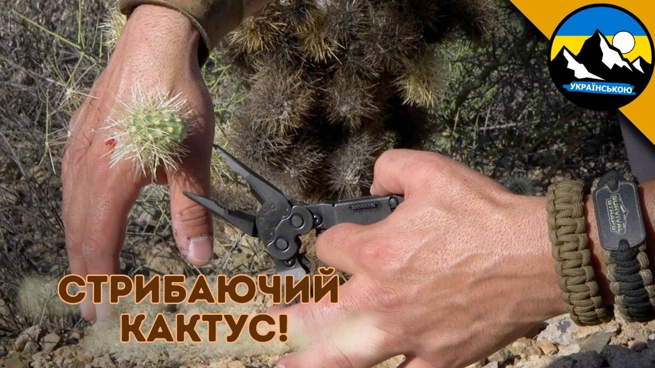 Атака стрибаючого кактуса! 🌵 Екстремальна пригода Койота Пітерсона