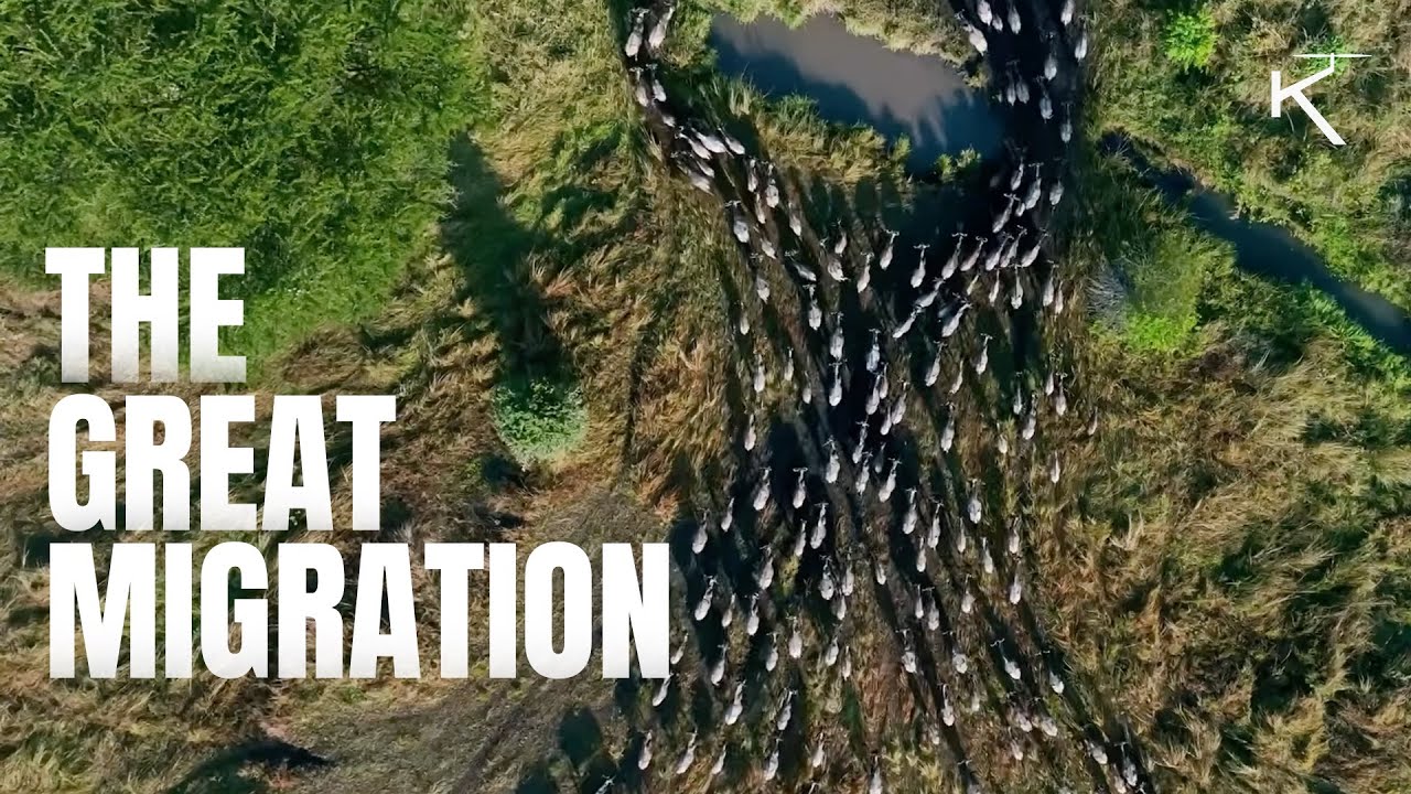 The Great Migration: Wildebeests, Lions, and Crocodiles in Serengeti National Park | Drone Footage