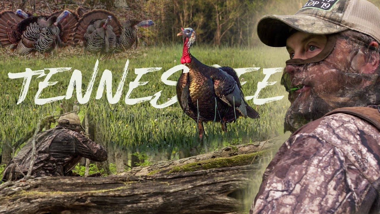 5 Birds on Tennessee Turkey Tour! Waddell Guides NWTF Fundraiser Hunt