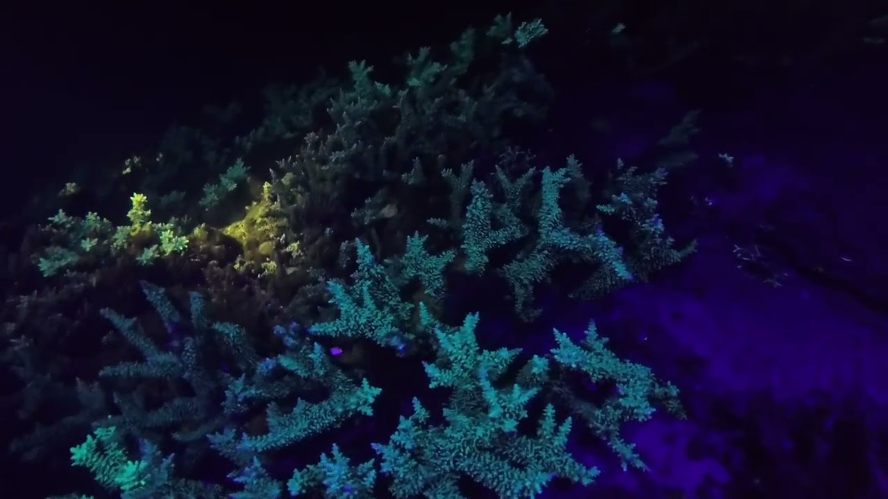 Night dive with uv light (trustfire df50)