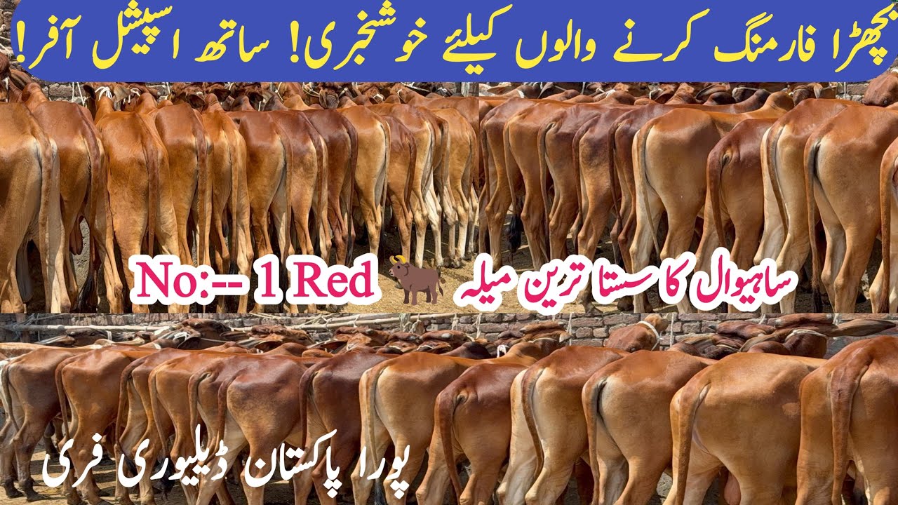 Important Msg Bachra Farming Farmers | Low Investment business plan | Cheap Prices 