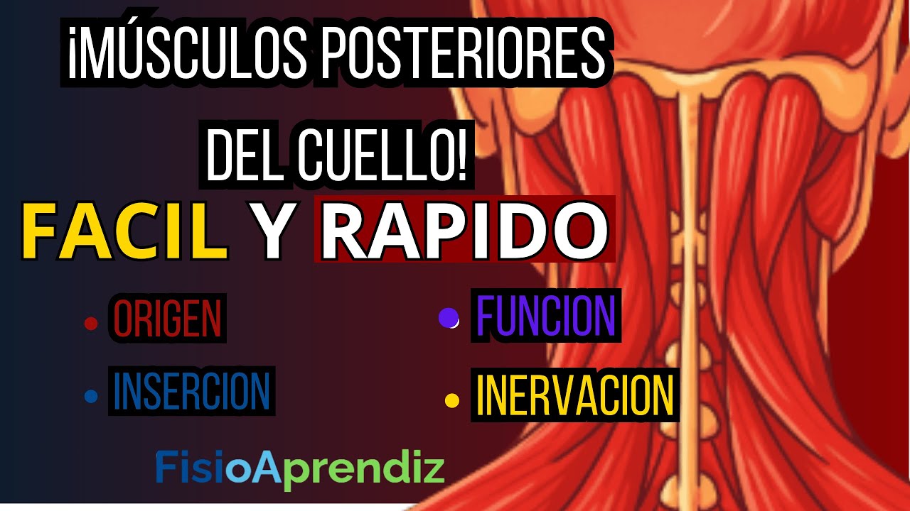 ¿Sabías que estos músculos del cuello te ayudan a mantenerte erguido?